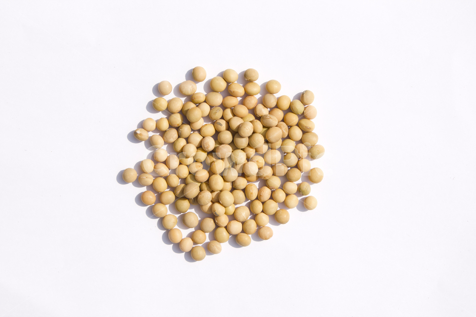 식재료,vegetable,갈색,브라운,곡류,곡식,음식,흰배경,모아놓은,모으기,농작물,음식재료,콩류,모아둔,자연,메주콩,soybean,soy,bean,식물,열매,많은,다수,콩,탑,탑뷰,탑앵글