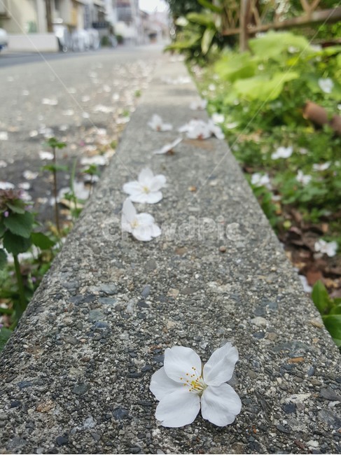 자연,벚꽃,길,풍경,꽃