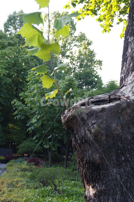 나무,옹이,새싹,tree,자연,풍경,식물,나무,trees,wood
