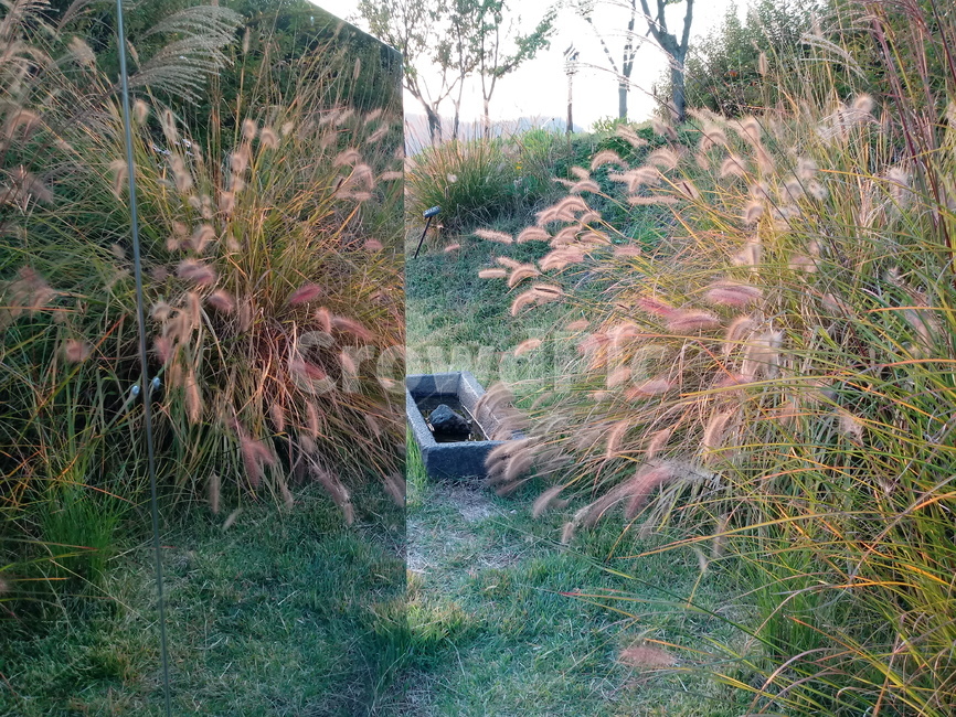 갈대,식물,plant,reed,겸가,여러해살이풀
