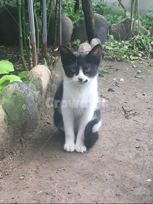 고양이,동물,도둑고양이,집사,아기고양이,동물,animal,포유류,mammal,고양이,cat,kitten,kitty