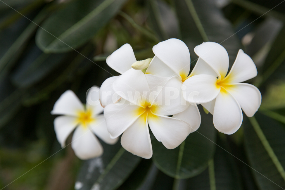 꽃,꽃잎,식물,플루메리아,flower,식물,자연,plants,nature,꽃,flower
