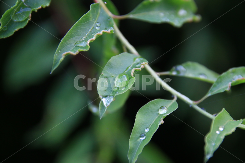 잎사귀,녹색,자연,식물,생명,새싹,초록,식물,자연,plants,nature,비,비오는날,rain,rainy