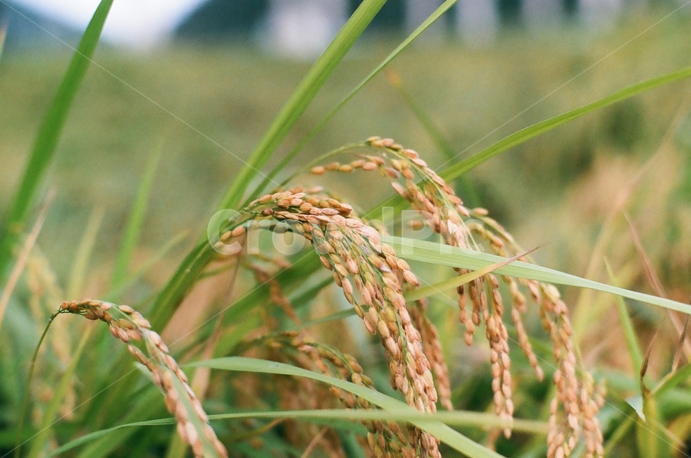 벼,가을,수확,riceplant,fall,autumn,산업,industry,industrial,농업,농사,agriculture,farming,farming industry
