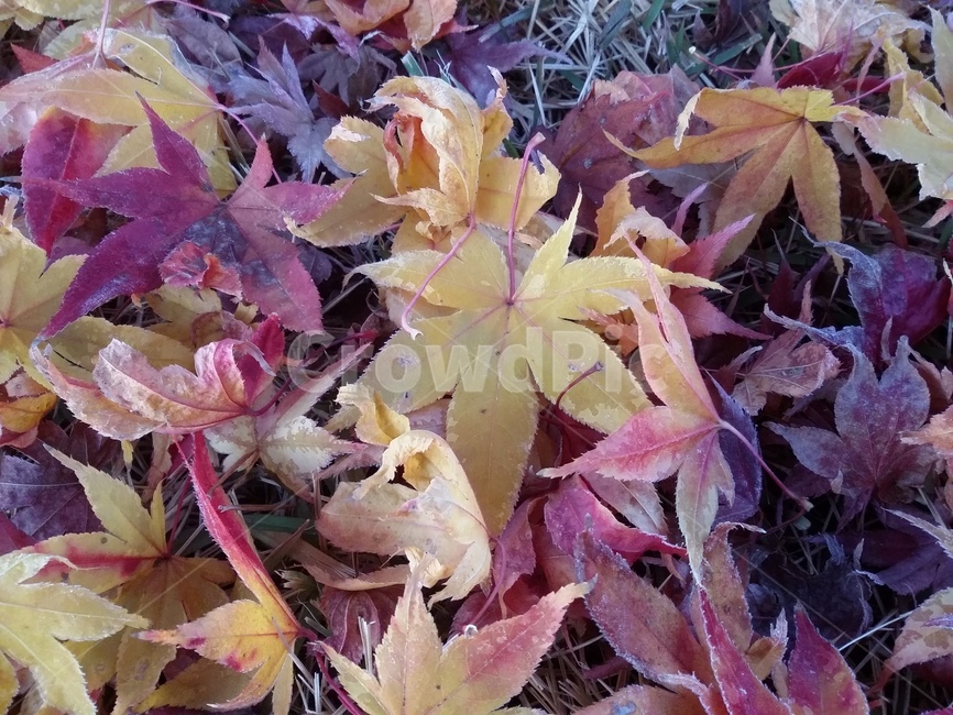 plant,식물,leaf,잎,단풍,maple,낙엽,가을,계절,fall,autumn,season,식물,자연,plants,nature