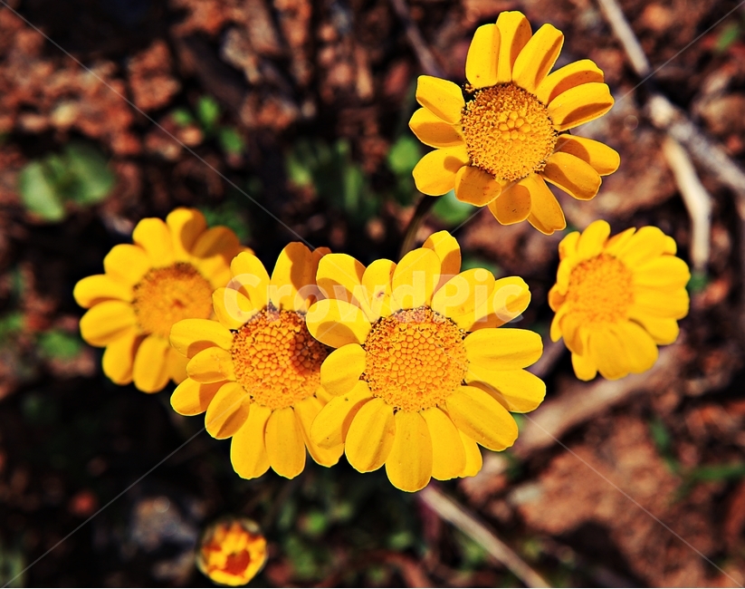 멀티콜옐로,꽃,식물,자연,배경,식물,자연,plants,nature,꽃,flower