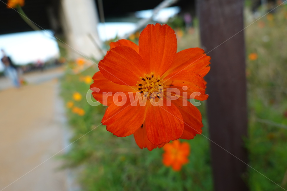 꽃,flower,가을꽃,alone,한송이,홀로,식물,자연,plants,nature,꽃,flower