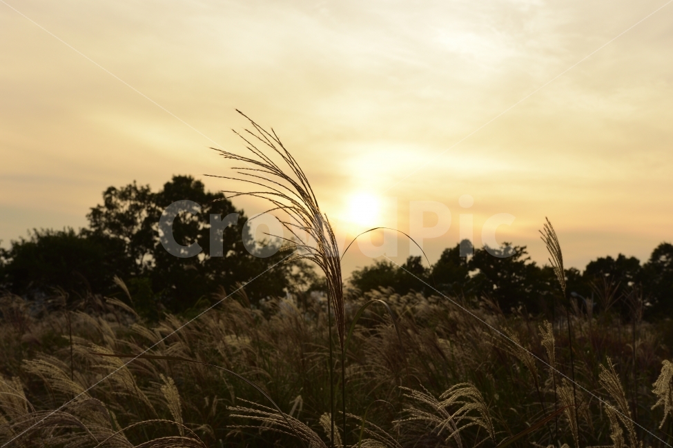 억새풀,노을,감성,휴식,식물,억새,풀,가을,healing,relaxation,emotion,sensible,가을,계절,fall,autumn,season,자연,풍경,nature,landscape,식물,plants,감성,sensible,feeling,grass,잔디,plant,lawn,reed,갈대