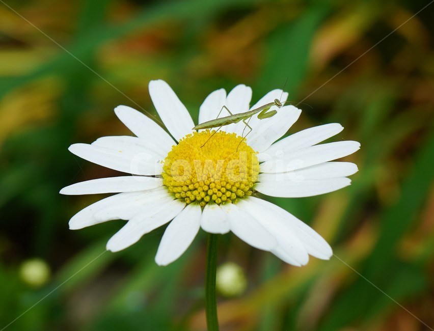 꽃,사마귀,곤충,구절초,노란꽃,하얀꽃,식물,식물,자연,plants,nature,꽃,flower,동물,animal,곤충,벌레,insect,bug