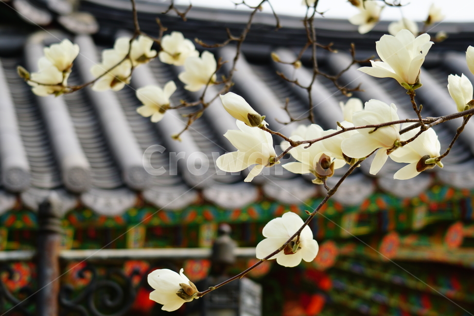 목련,봄꽃,한국자연,꽃,꽃사진,플라워,flower,봄,spring,식물,plants,자연,nature,풍경,landscape,계절,season,snap,스냅,접사,macro,closeup,클로즈업,감성사진,감성,힐링,healing,느낌,feel,feeling,꽃밭,화단,나무,나뭇가지,tree,꽃봉오리,4월,April,목련꽃,한옥,지붕,기와,봄,계절,spring,season,식물,자연,plants,nature,꽃,flower,plant,blossom,petal,꽃잎
