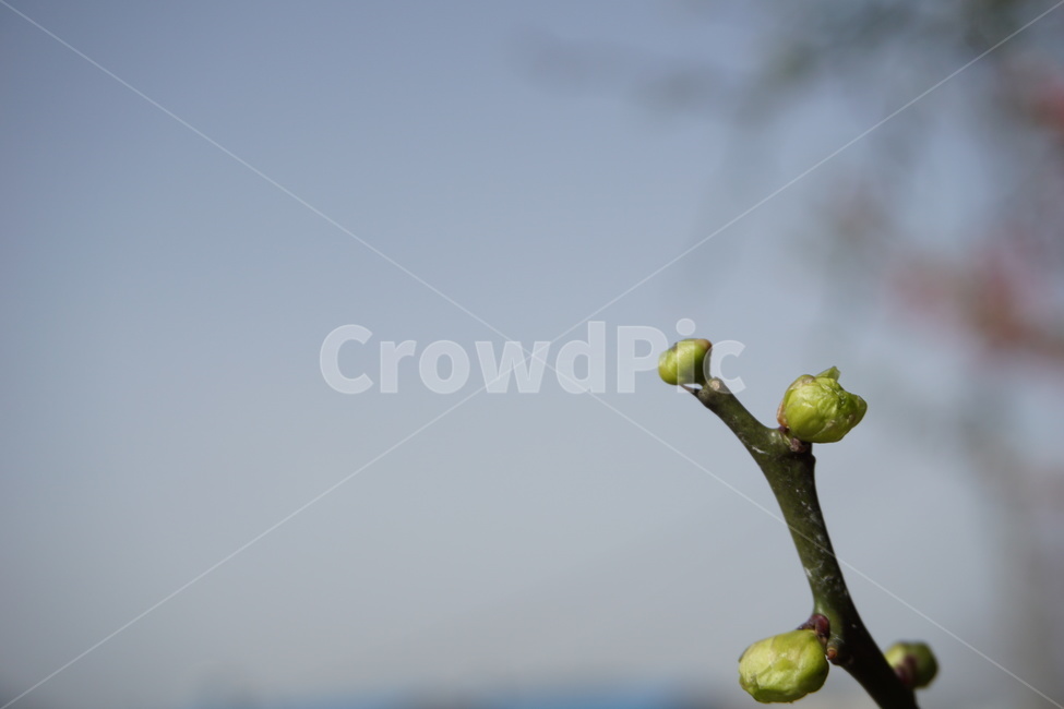 봄,4월,탱자나무,새순,하늘,파란색,녹색,연두색,봄,계절,spring,season,식물,자연,plants,nature,plant