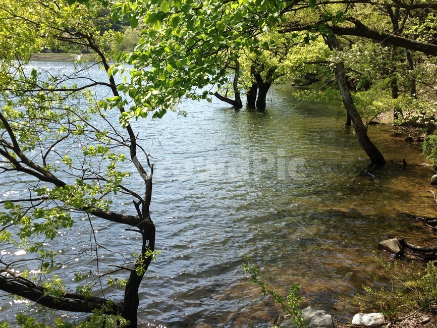 주산지,주왕산,저수지,인공저수지,왕버들,버드나무,수중,물속,청송,한국,jusanji,juwangsan,reservoir,artificialreservoir,weepingwillow,koreanweepingwillow,underwater,water,cheongsong,korea