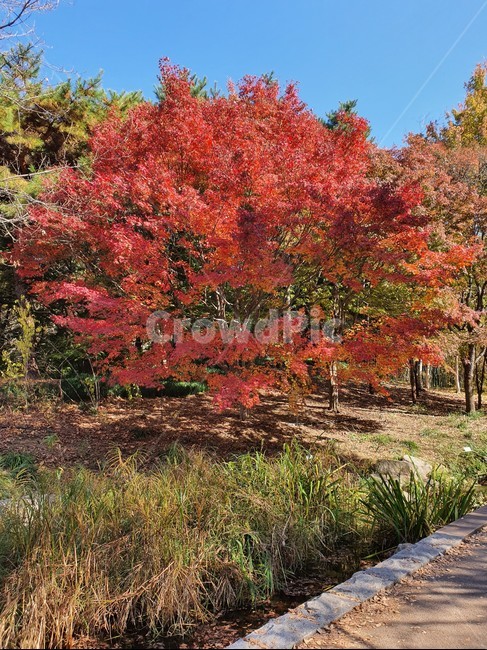 단풍,maple,plant,나무,tree,식물,leaf,잎,가을,fall
