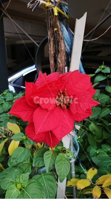 plant,식물,flower,꽃,붉은꽃