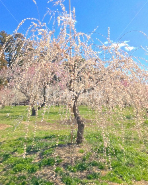 봄,나무,잔디,식물,plant,flower,꽃,blossom,벚꽃,벚꽃나무