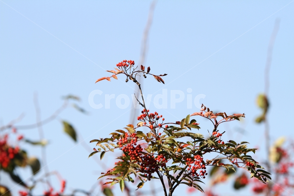 가을열매,가을사진,감성사진,빨간열매,자연,식물,식물,자연,plants,nature,과일,열매,fruit