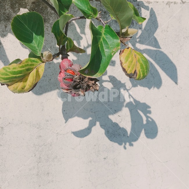 열매,그림자,나무,벽,빨간,잎파리,울퉁불퉁,못난,썩은