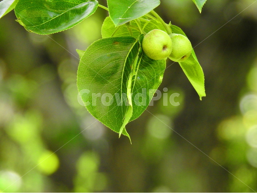 식물,과일,배나무,열매,fruit,식물,자연,plants,nature,과일,열매,fruit