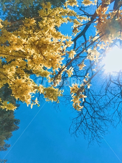 봄,별,해,꽃,자연,노랑,옐로우,yellow,star,stars,flowers,tree,나무,spring,blossom,봄,계절,spring,season,식물,자연,plants,nature,꽃,flower,flare,플레어,light,빛,plant,sunlight,햇빛