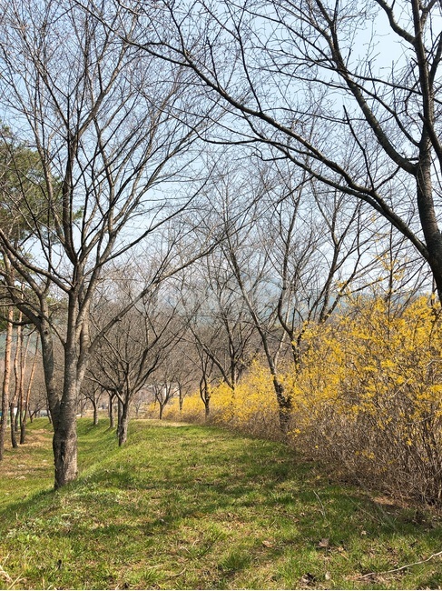 노란꽃,노란길,식물,꽃,꽃놀이,꽃길