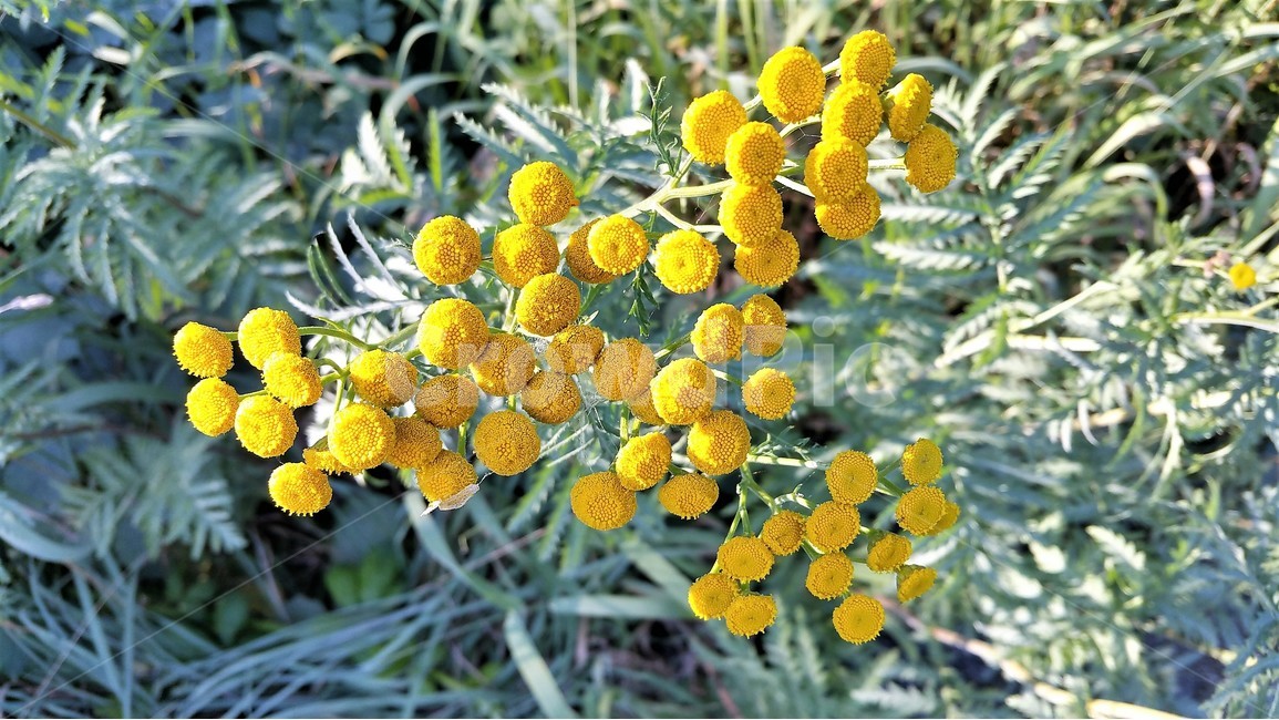 노란꽃,식물,자연,감성,봄,아름다움,식물,자연,plants,nature,꽃,flower