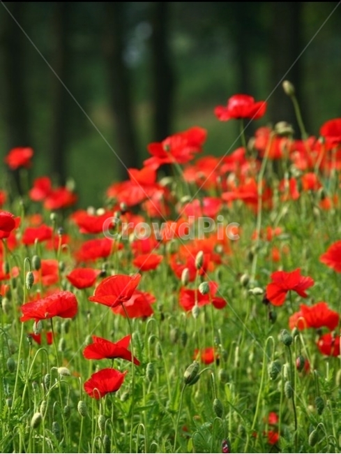 식물,flower,plant,꽃,blossom,빨간색,초록색,식물,자연,plants,nature,꽃,flower