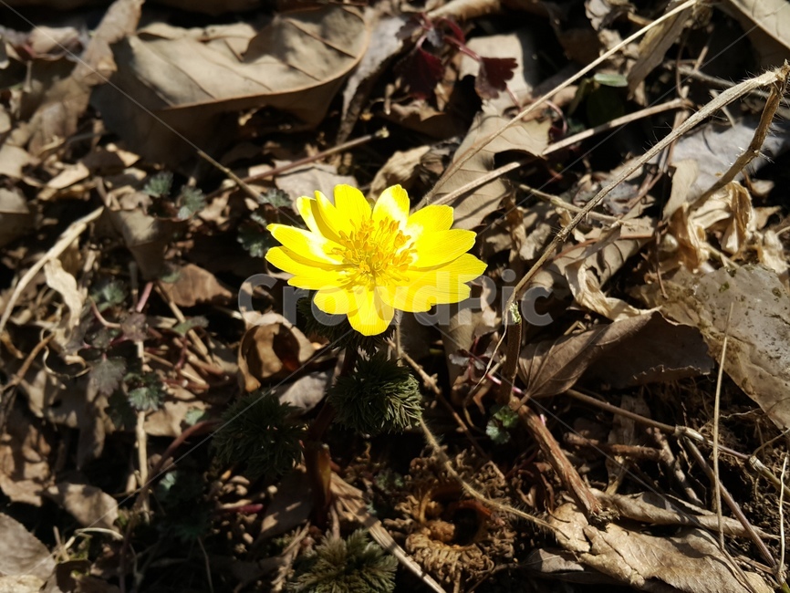 꽃,야생화,노랑꽃,봄,복수초,자연,natural,flower,봄날,앙증맞은,season,spring,식물,자연,plants,nature,꽃,flower