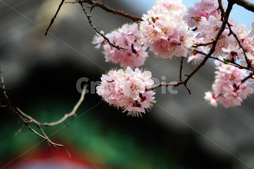 살구나무꽃,봄꽃,한국자연,꽃,꽃사진,플라워,flower,봄,spring,식물,plants,자연,nature,풍경,landscape,계절,season,snap,스냅,접사,macro,closeup,클로즈업,감성사진,감성,힐링,healing,느낌,feel,feeling,꽃밭,화단,나무,나뭇가지,tree,꽃봉오리,4월,April,살구나무,봄,계절,spring,season,식물,자연,plants,nature,꽃,flower,plant