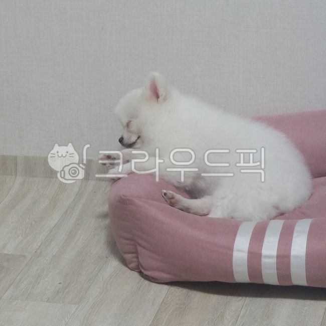 sleeping puppy,form,pomeranian,A cushion,white puppy,Cute puppy