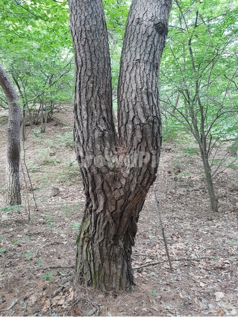 식물,나무,나무줄기,plant,tree,treetrunk,자연,산,숲,녹색,푸르름,식물,자연,plants,nature,나무,trees,wood