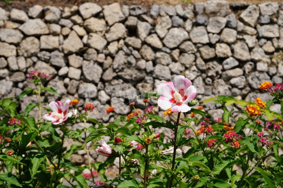 꽃,무궁화,flower,그라스,식물,자연,특이한꽃