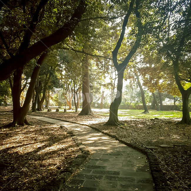 힐링,자연,나무,햇빛,일상,산책,자연,풍경,nature,landscape,vegetation,초목,plant,식물,tree,outdoors,옥외,forest,숲,land,땅,woodland,삼림지