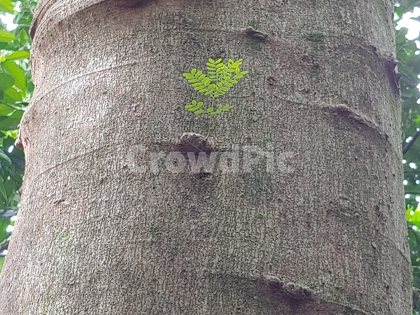 고목,나무,새순,새싹,봄,생명력,식물,자연,plants,nature,나무,trees,wood