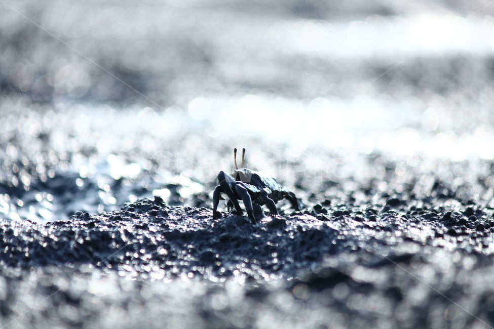Beach,mud field,sea crab,foreshore,crab
