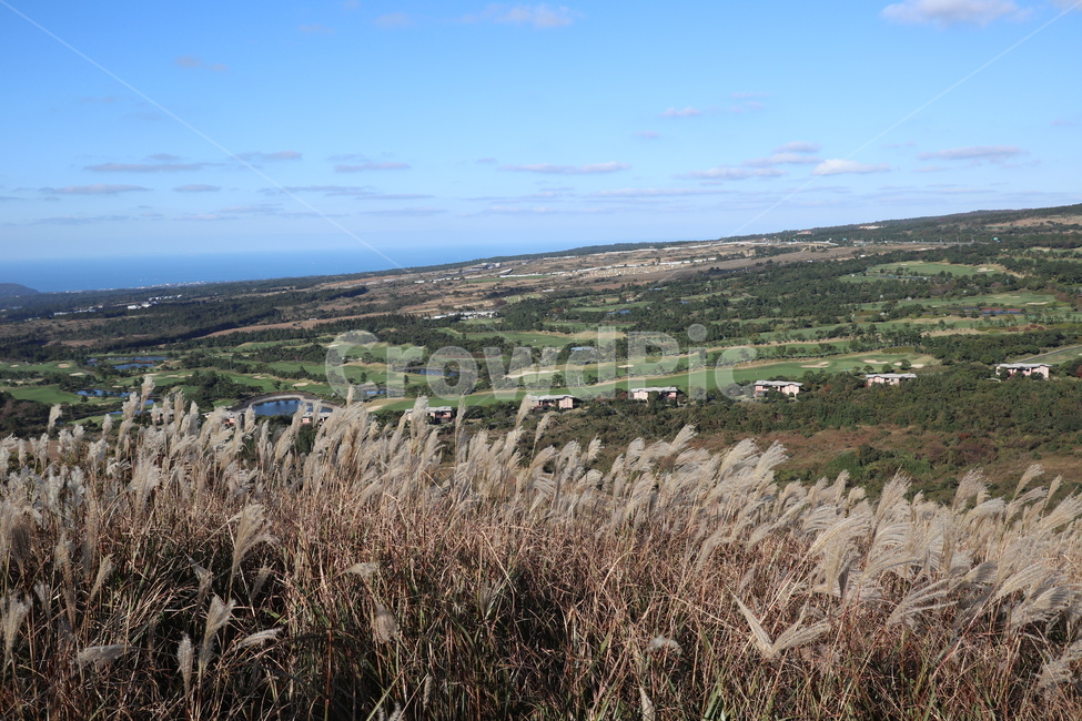 제주도,새별오름,오름,억새,식물,잔디,nature,grass,plant,outdoors,옥외,자연,가을,계절,fall,autumn,season,자연,풍경,nature,landscape,식물,plants