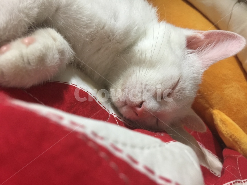 분홍젤리,고양이발바닥,고양이,흰고양이,낮잠,동물,animal,포유류,mammal,고양이,cat,kitten,kitty
