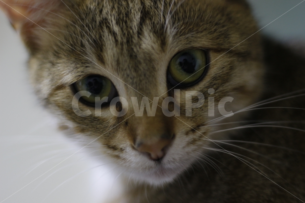 고양이,동물,반려묘,애완동물,길고양이,반려동물,캣맘,캣대디,길냥이,코숏,코리안숏헤어,한국고양이,동물,animal,포유류,mammal,고양이,cat,kitten,kitty