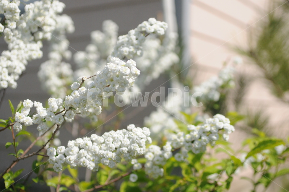꽃,flower,봄,spring,봄꽃,식물
