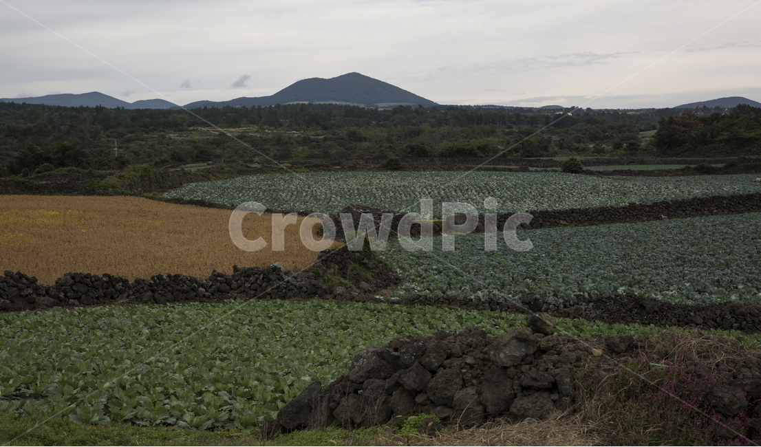 제주,돌담,돌담밭,제주돌담밭,한라산,구좌읍,밭담,구좌돌담밭,자연,풍경,nature,landscape,한국자연풍경,한국자연경관,korea nature landscape,제주도,jeju,jeju island,outdoors,옥외,slope,경사,ground,바닥