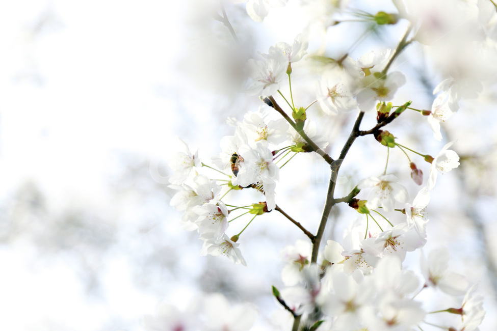 봄,봄꽃,벚나무,벚꽃,spring,식물,봄,계절,spring,season,식물,자연,plants,nature,꽃,flower,plant,blossom