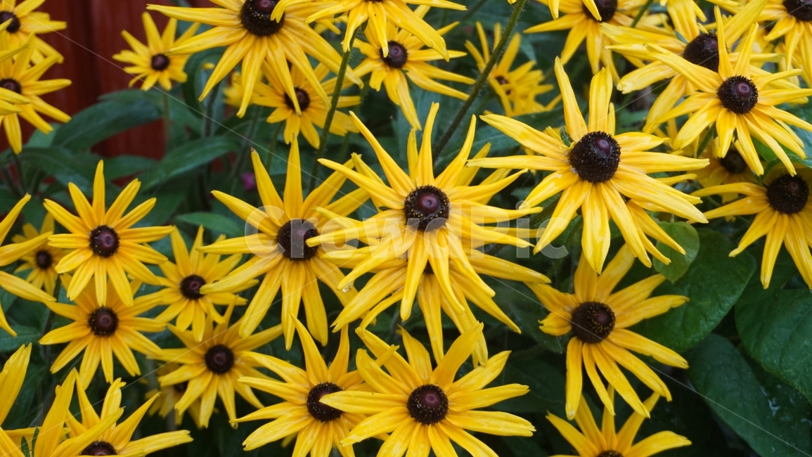 꽃,식물,루드베키아,원추천인국,노랑,flower,plant,yellow,자연,색깔,color,nature,꽃사진,식물,자연,plants,nature,꽃,flower