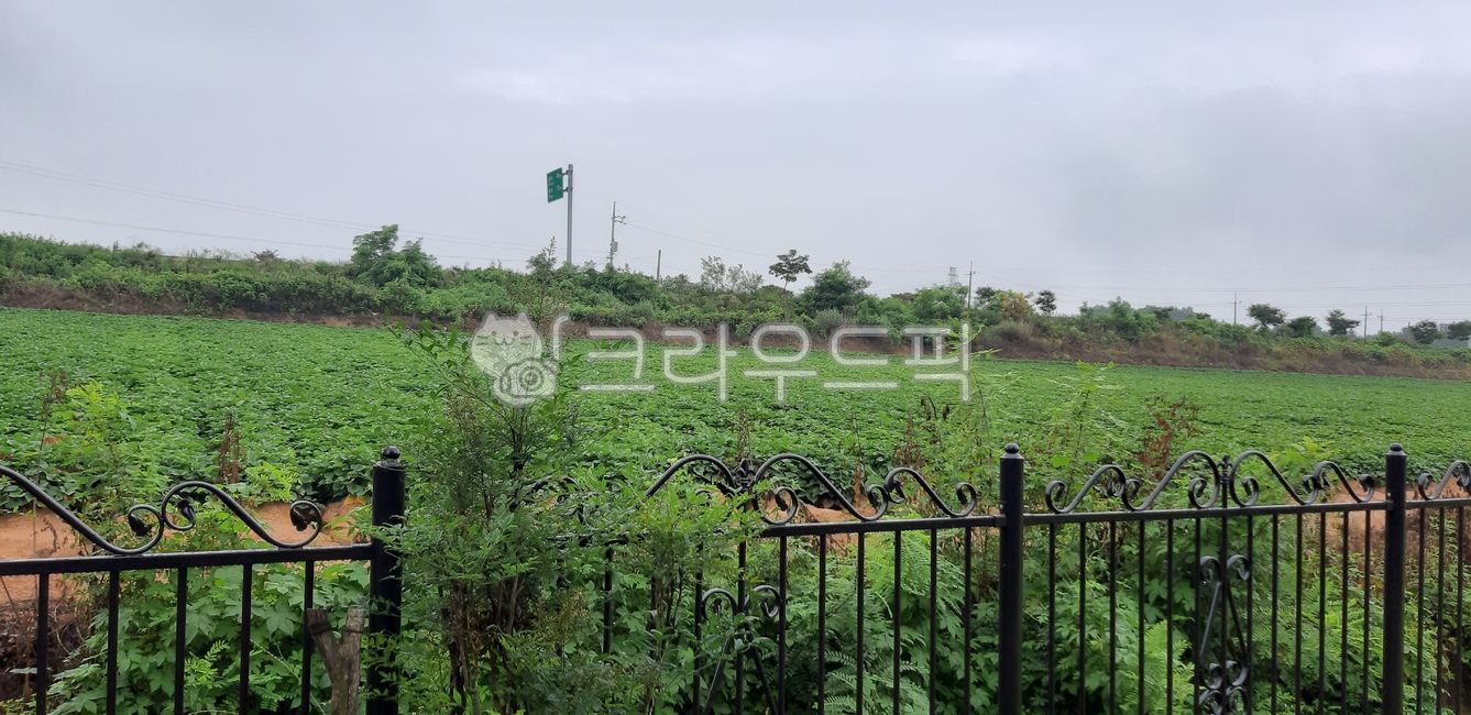 고구마,고구마밭,밭,식물,작물,자연,nature