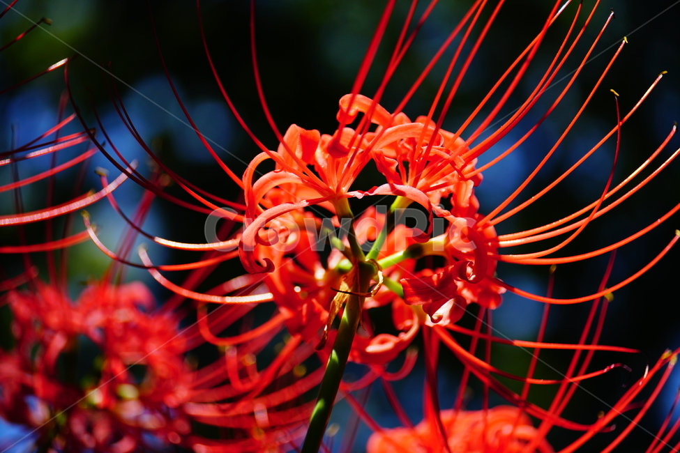 꽃무릇,꽃,식물,플라워,flower,자연,nature,plants,9월,가을,fall,autumn,september,꽃밭,화단,closeup,접사,매크로,마크로,macro,꽃사진,가을꽃,식물,자연,plants,nature,꽃,flower
