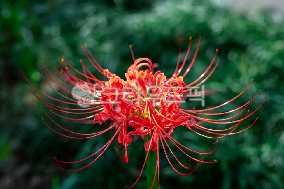 anther,A bunch of flowers,Similarization,flower