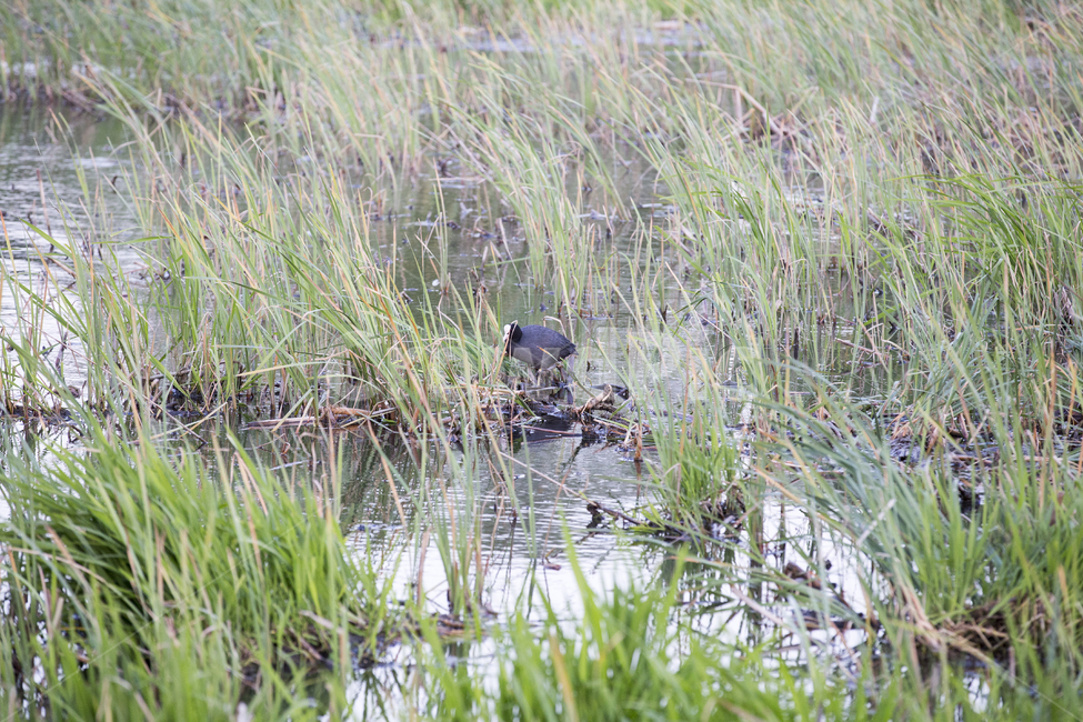 물닭,조류,새,bird,eurasiancoot,fulicaatra,강,호수,연못,pond,river,하천,늪지,blackcoot,wetland,swamp,marsh,bog,수풀,동물,animal,조류,새,birds