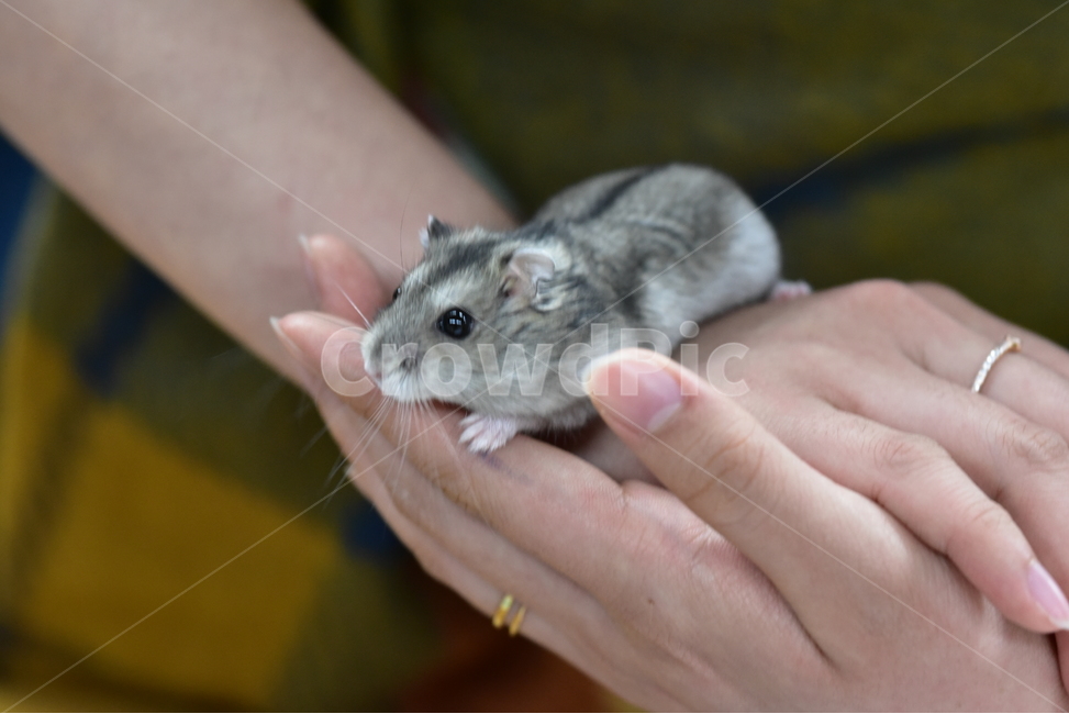 햄스터,동물,애완동물,포유류,펫,귀여움,귀여운,hamsters,mammals,pets,pet,cute,동물,animal,포유류,mammal