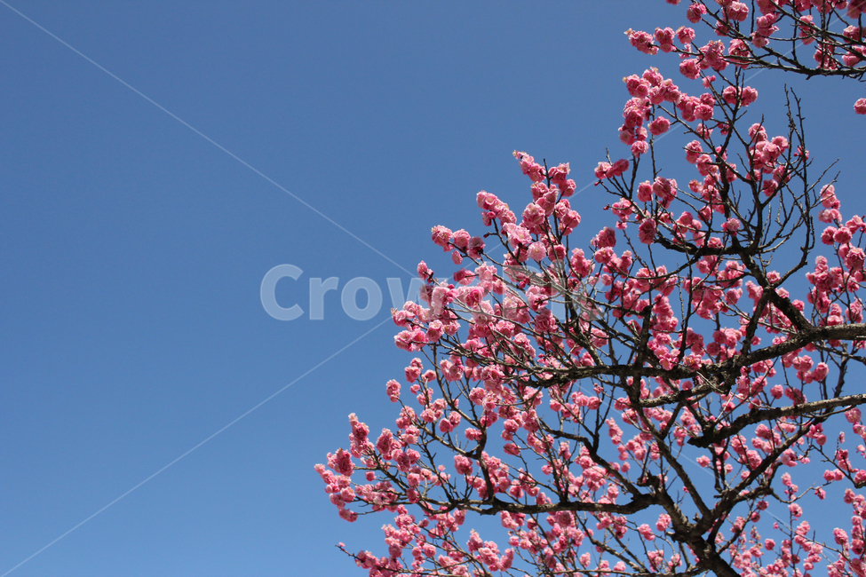 봄,매화,하늘,꽃,분홍,pink,flower,sky,spring,nature,자연,여백,나무,봄,계절,spring,season,식물,자연,plants,nature,꽃,flower,plant,blossom,cherry blossom,벚꽃