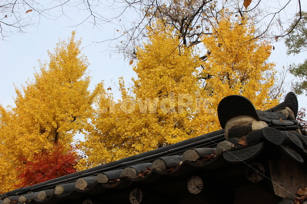 roof,지붕,한옥,나무,단풍,계절,풍경,가을,배경나뭇잎,노란색,fall,autumm,season,식물,자연,plants,nature,leaf나무,tree,한옥마을,가을,계절,fall,autumn,season,식물,자연,plants,nature,나무,trees,wood