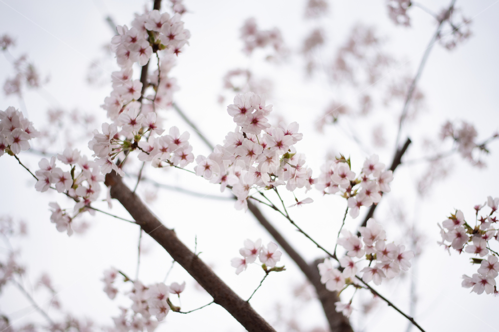벚꽃,cherryblossom,봄,spring,꽃,flower,자연,nature,식물,plant,봄,계절,spring,season,식물,자연,plants,nature,꽃,flower,blossom