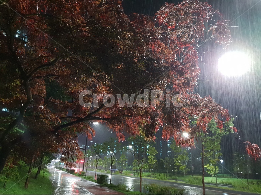 야경,나무,풍경,비,여름,가로등,비,비오는날,rain,rainy
